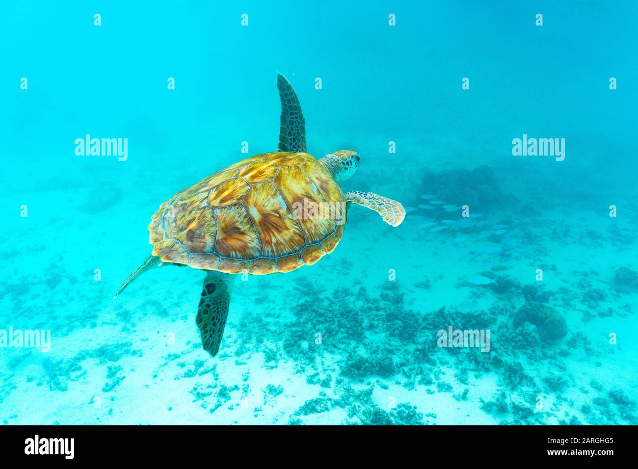 Meeresschildkröte schwimmt unter Wasser über Korallenriffe, Mauritius, Indischer Ozean, Afrika Stockfoto