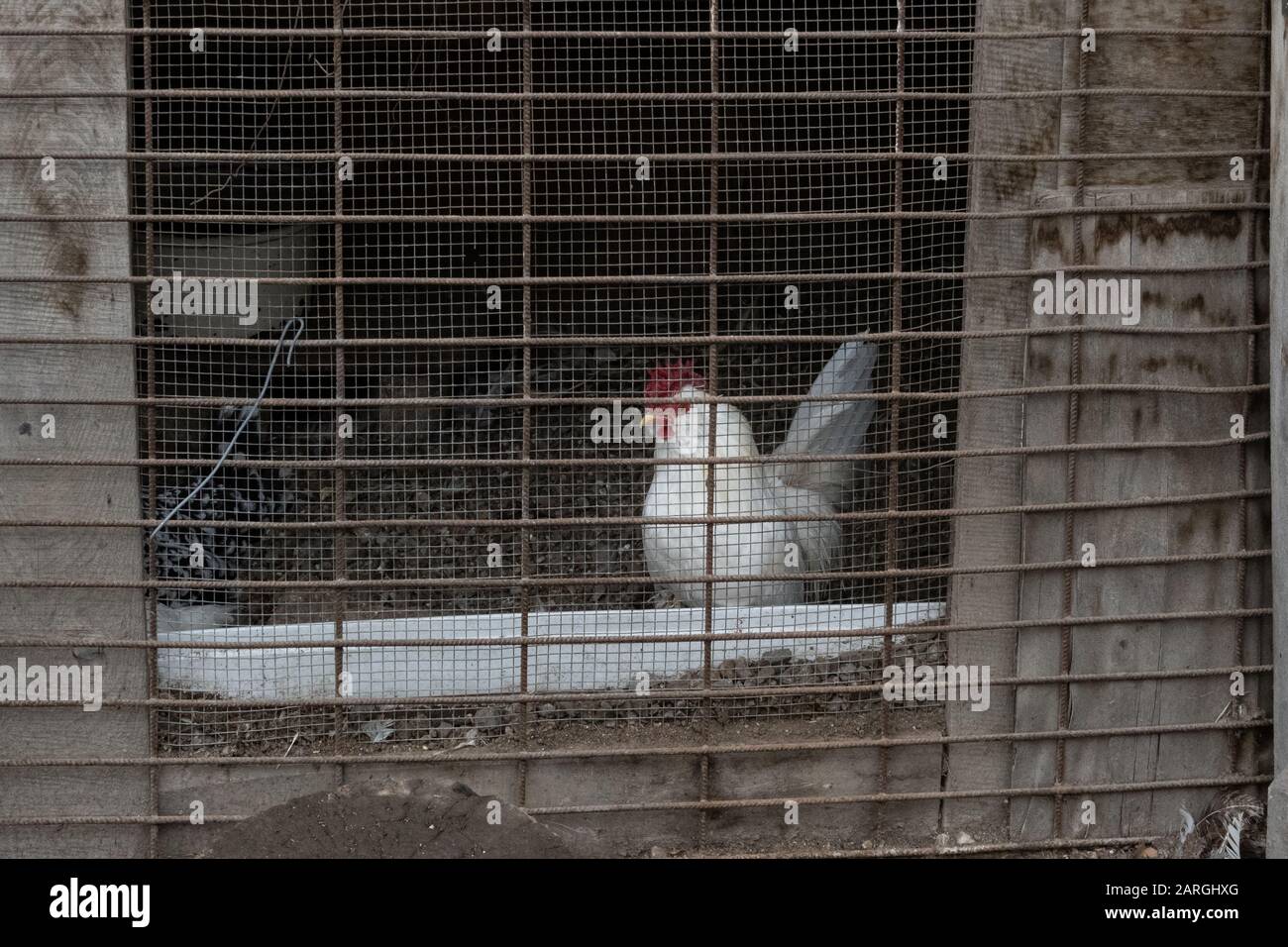 Huhn in einem Käfig Stockfoto