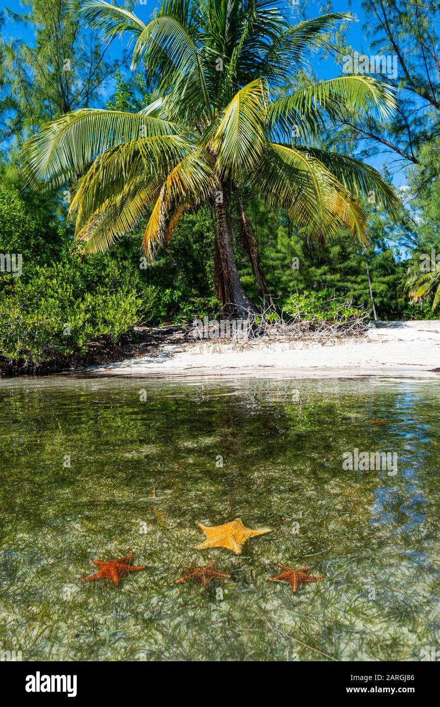 Seesterne am Starfish Point, Water Cay, Grand Cayman, Cayman Islands, Karibik, Mittelamerika Stockfoto
