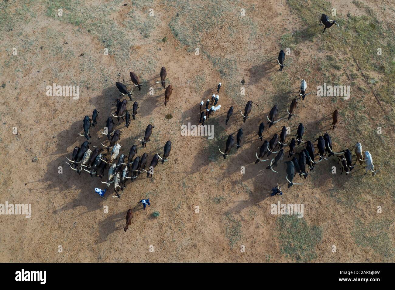 Luft von Rindern, die in ein Wasserloch ziehen, Gerewol-Festival, ritueller Wettbewerb unter den Wodaabe Fula Menschen, Niger, Westafrika, Afrika Stockfoto
