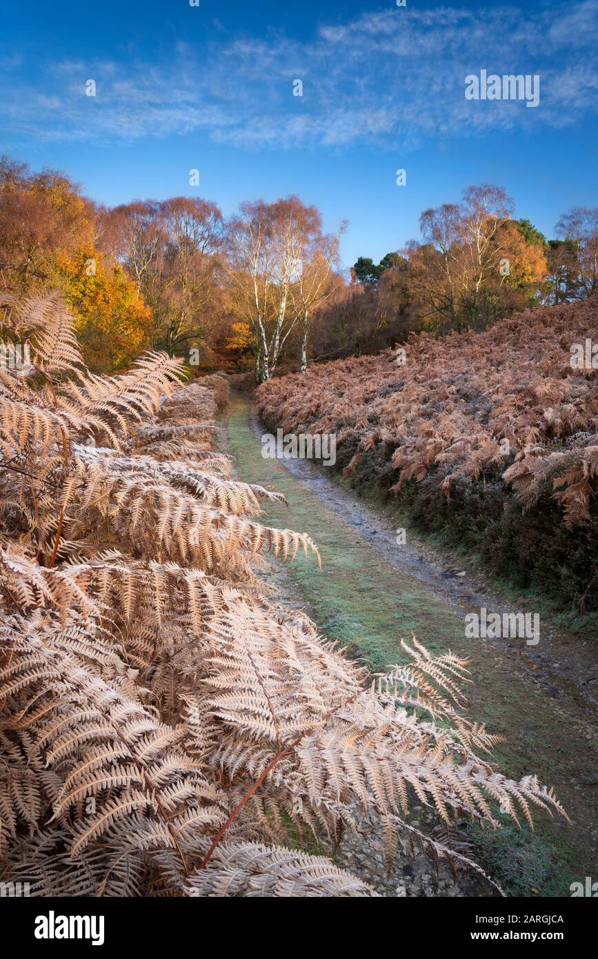 Herbstlicht und heiter Frost auf Bäumen und Wald bei Birch Hagg Wodd in Farndale, Den North Yorkshire Moors, Yorkshire, England, Großbritannien Stockfoto