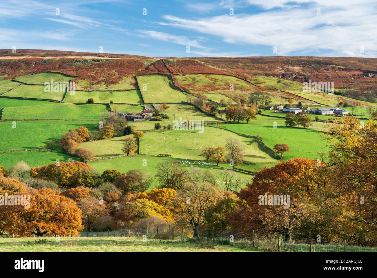 Herbstsonne über grünen Feldern und Laubenholz in Farndale, Den North Yorkshire Moors, Yorkshire, England, Großbritannien, Europa Stockfoto