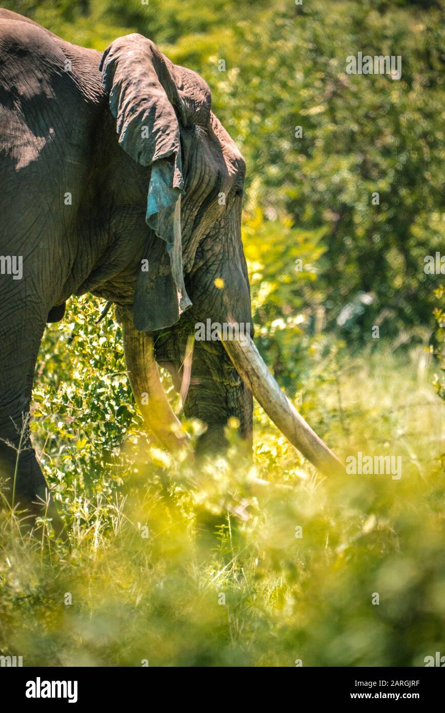Elefant in hohem Gras im Wildreservat. Kruger-Nationalpark Stockfoto