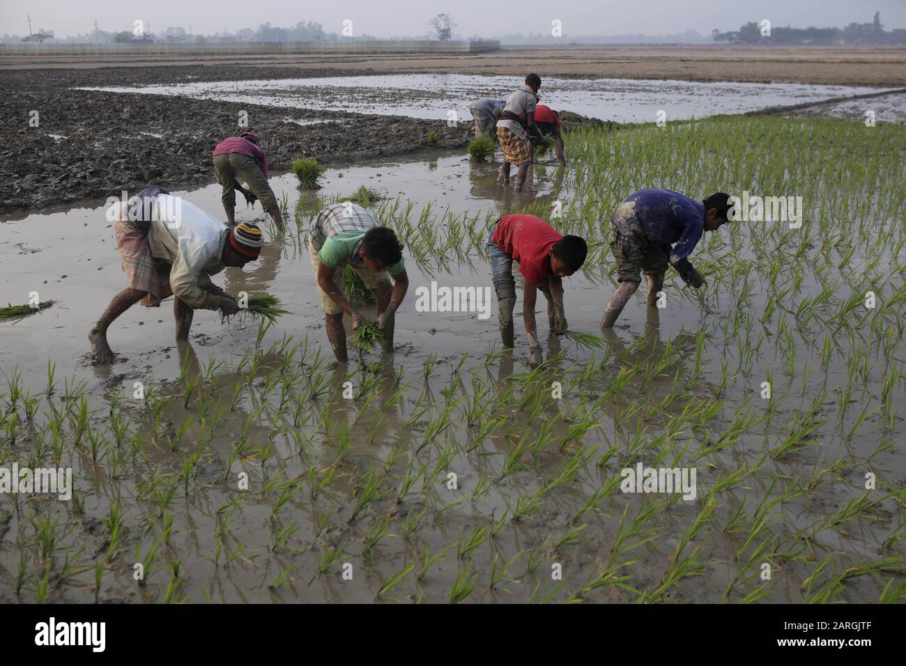 28. Januar 2020, Sunamganj, Bangladesch: Landwirte Pflanzen Säge in einem Reisfeld am Rande des Sunamganj Distrikts, im Nordosten des Landes innerhalb der Sylhet Division. (Bild: © MD Mehedi Hasan/ZUMA Wire) Stockfoto