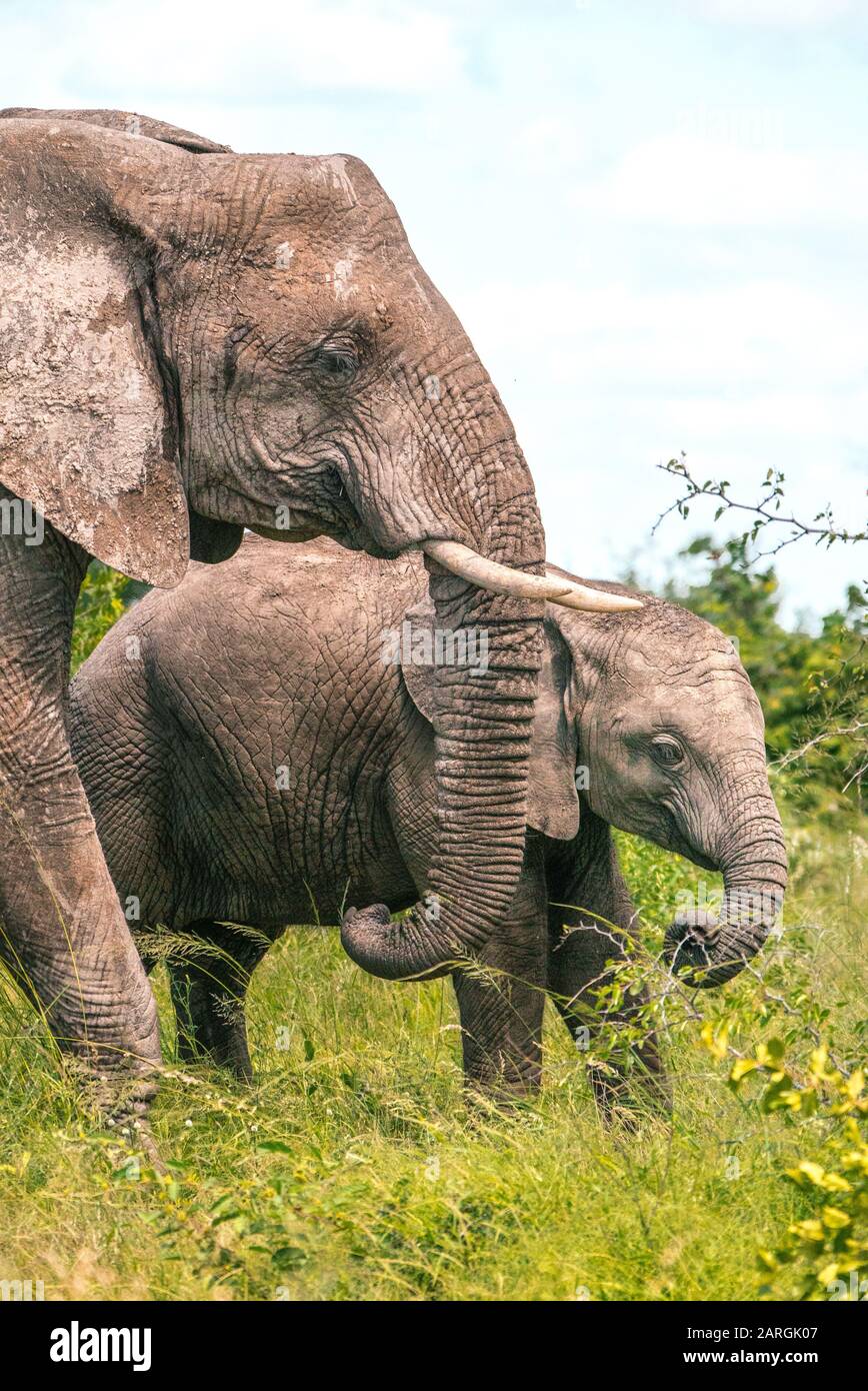 Baby-Elefant im Kruger National Park Südafrika Stockfoto