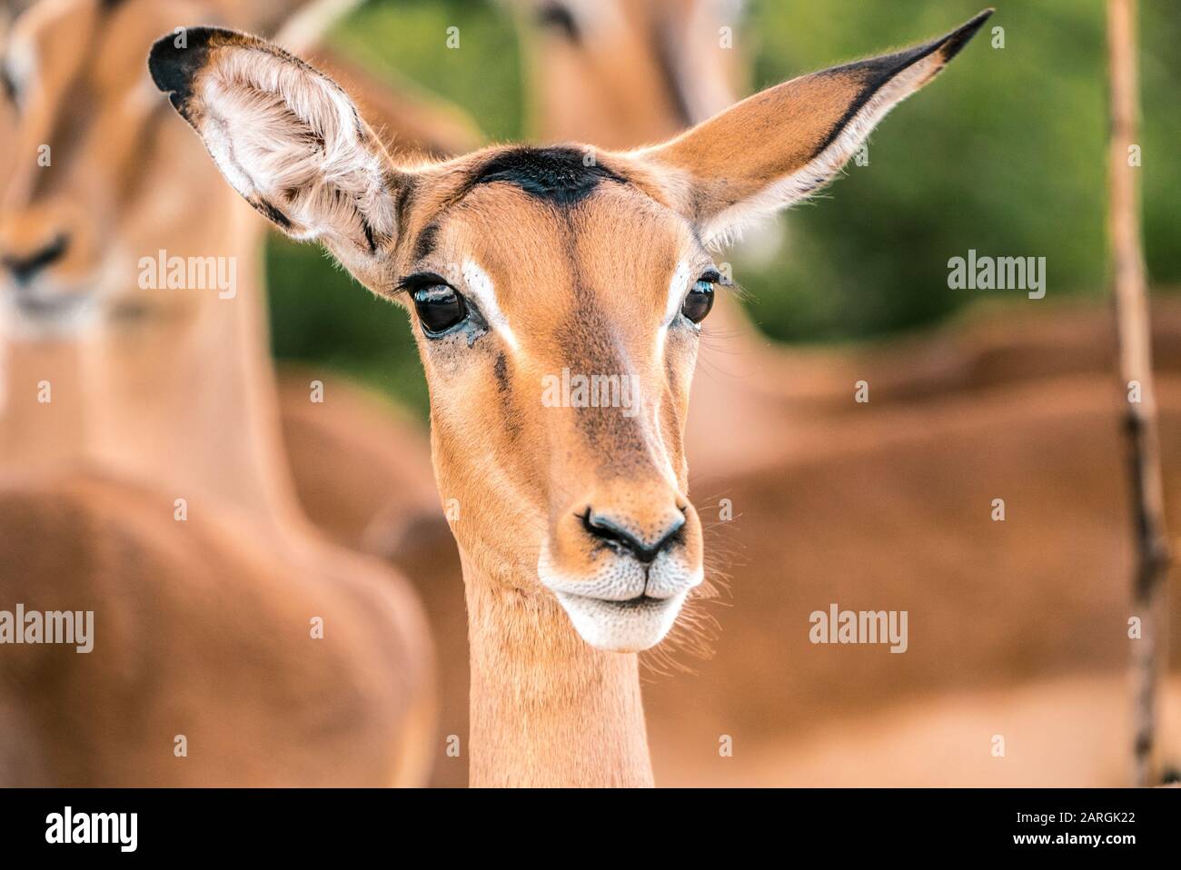 Young Impala in der Nähe der Kamera. Kruger National Park Südafrika. Stockfoto
