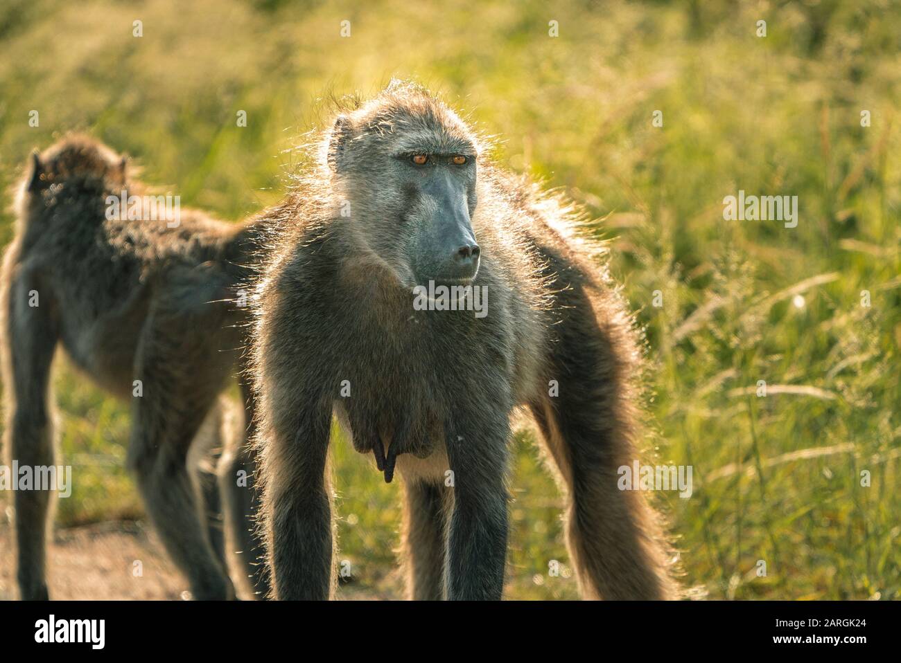 Beeindruckender Pavian mit schöner natürlicher Beleuchtung im Kruger National Park, Südafrika Stockfoto