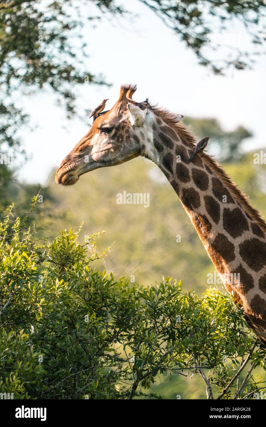 Wunderschöne Giraffe mit Vögeln auf dem Kopf. Kruger National Park, Südafrika Stockfoto