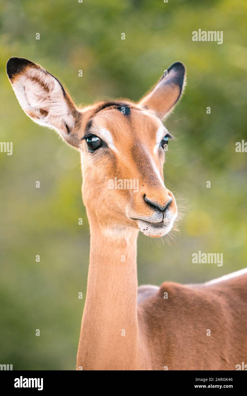 Das schöne Impala im Kruger National Park, Afrika. Stockfoto