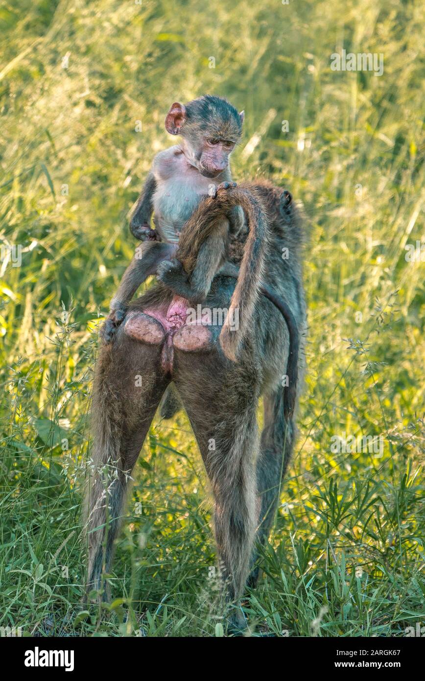 Baby Baboon spielt mit der Mutter in Afrikas Wildnis, Kruger National Park Stockfoto