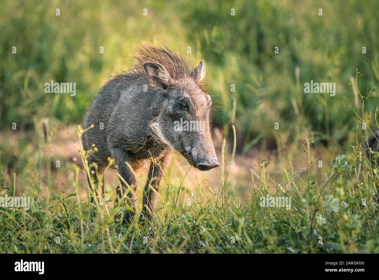 Baby Warthog in der Nähe der Kamera im Kruger National Park Südafrika Stockfoto