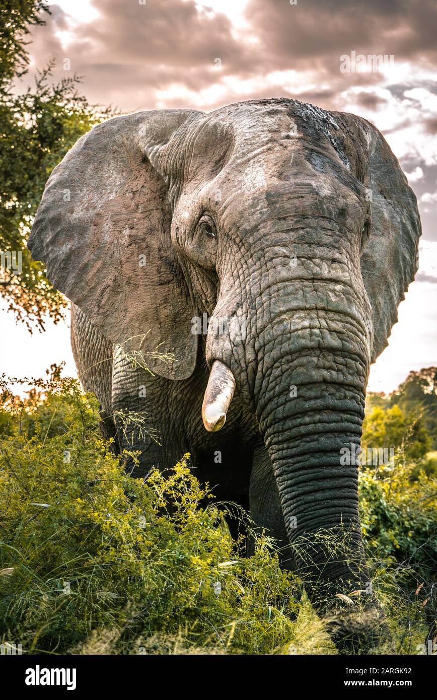 Massive Elephant Bull in Afrikas Wildnis, Kruger National Park, Südafrika Stockfoto