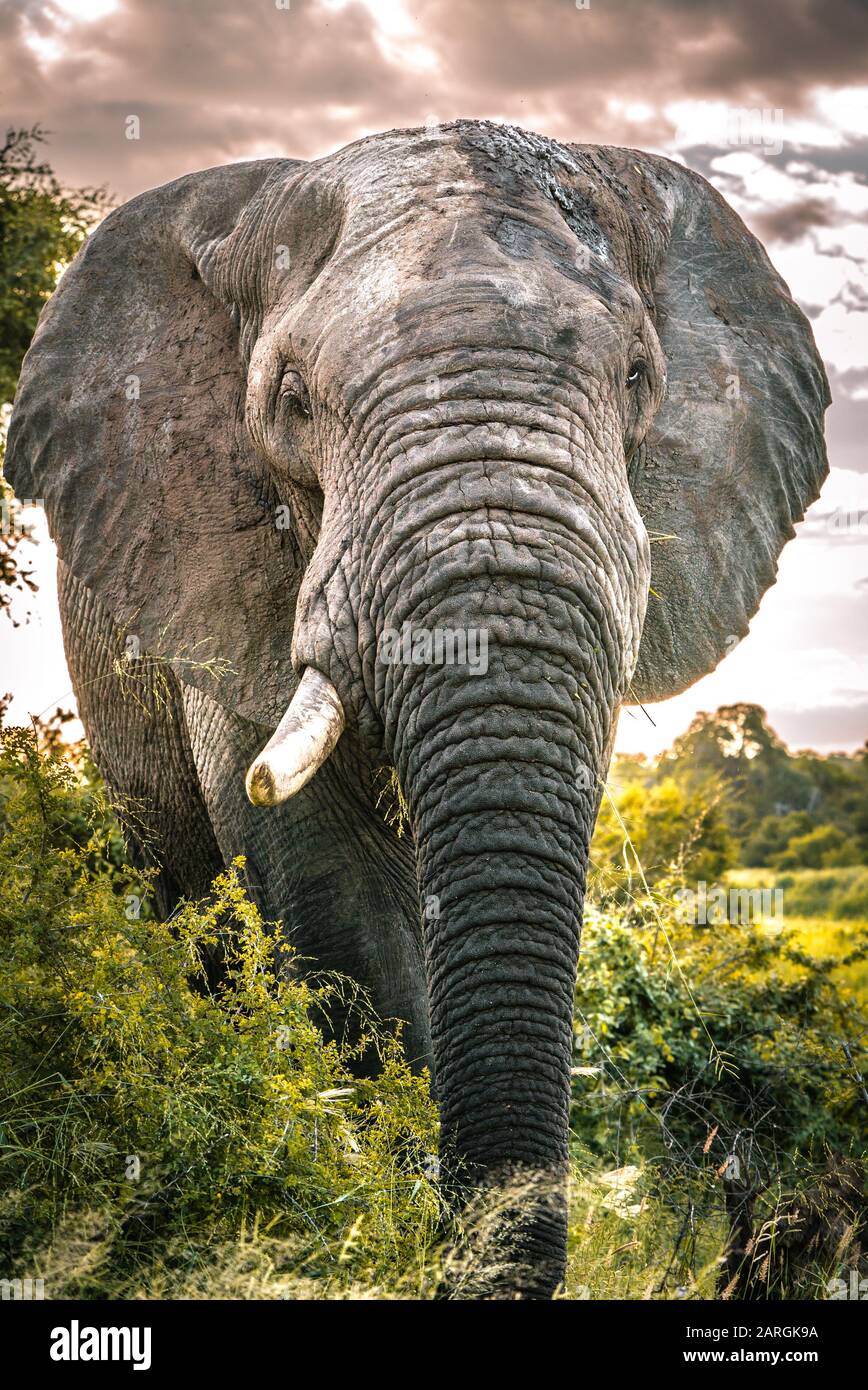 Der riesige Elefantenbull steht im Kruger National Park vor der Kamera Stockfoto