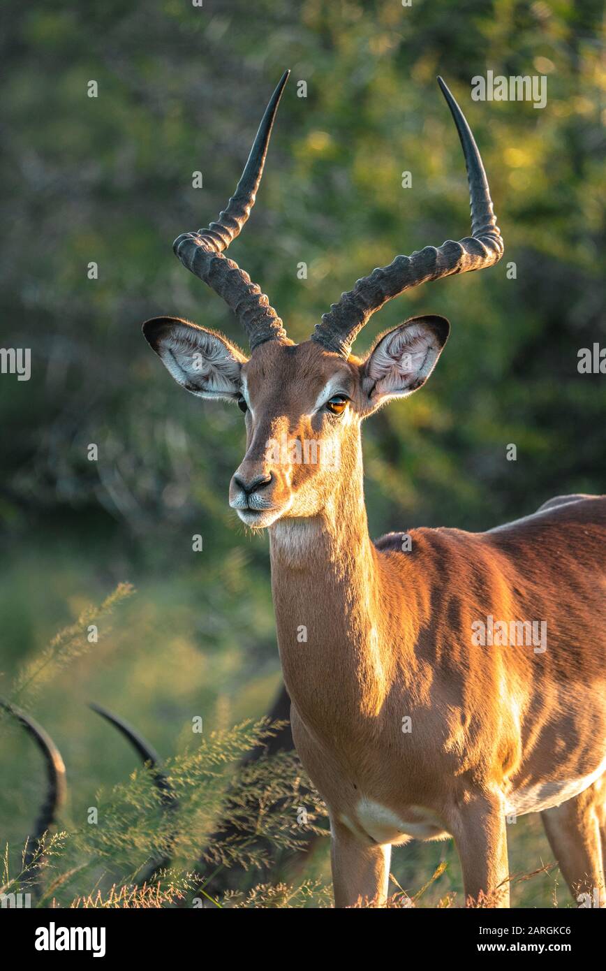 Schöner Impala im Sonnenuntergang von Afrika, Kruger National Park Stockfoto
