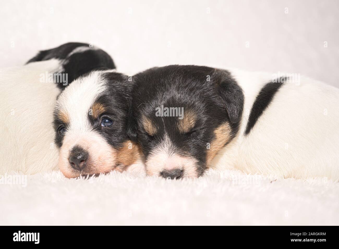 Puppen 3,5 Wochen alt. Eine Gruppe von pürierten kleinen Jack Russell Terrier Babyhunden Stockfoto
