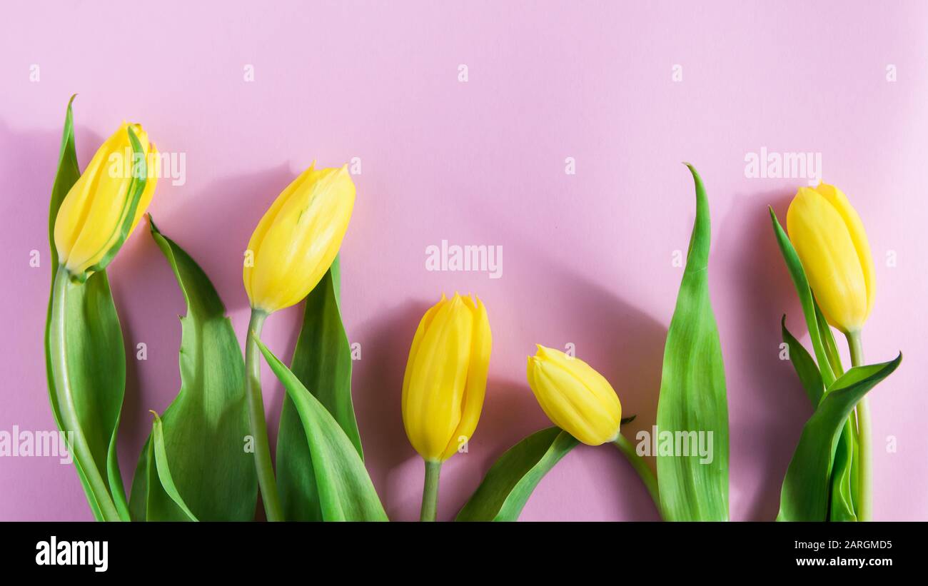 Blumenarrangement, gelbe Tulpen auf pinkfarbenem Hintergrund Stockfoto