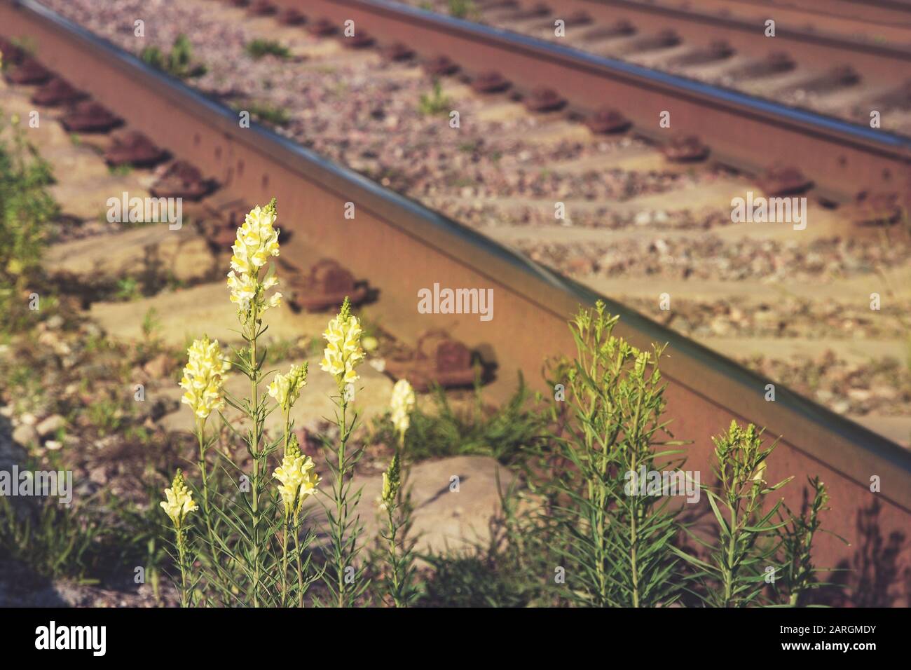 Winzige, wilde gelbe Blumen auf rostigen Bahnhintergrund Stockfoto