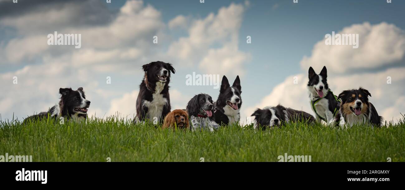Viele gehorsame Hunde - Grenzen An Collies und andere in allen Altersgruppen vom jungen Hund bis zum Senior Stockfoto