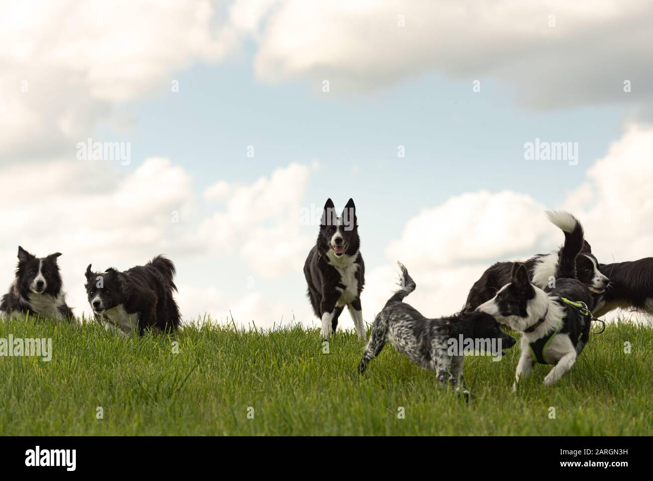 Viele gehorsame Hunde - Grenzen An Collies und andere in allen Altersgruppen vom jungen Hund bis zum Senior Stockfoto
