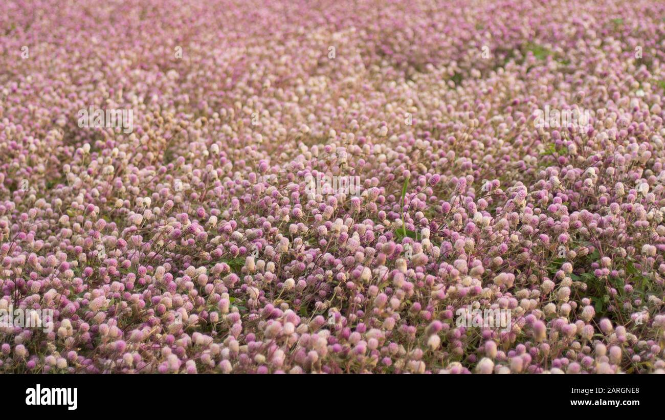 Wunderschöner Pink Blumenfeld Herbstbaum . Fotografie Hintergrund Blühende Romantische Pink Blumen Bäume Feld Traumhafte Ästhetische Kunst Hochzeit Festival P Stockfoto