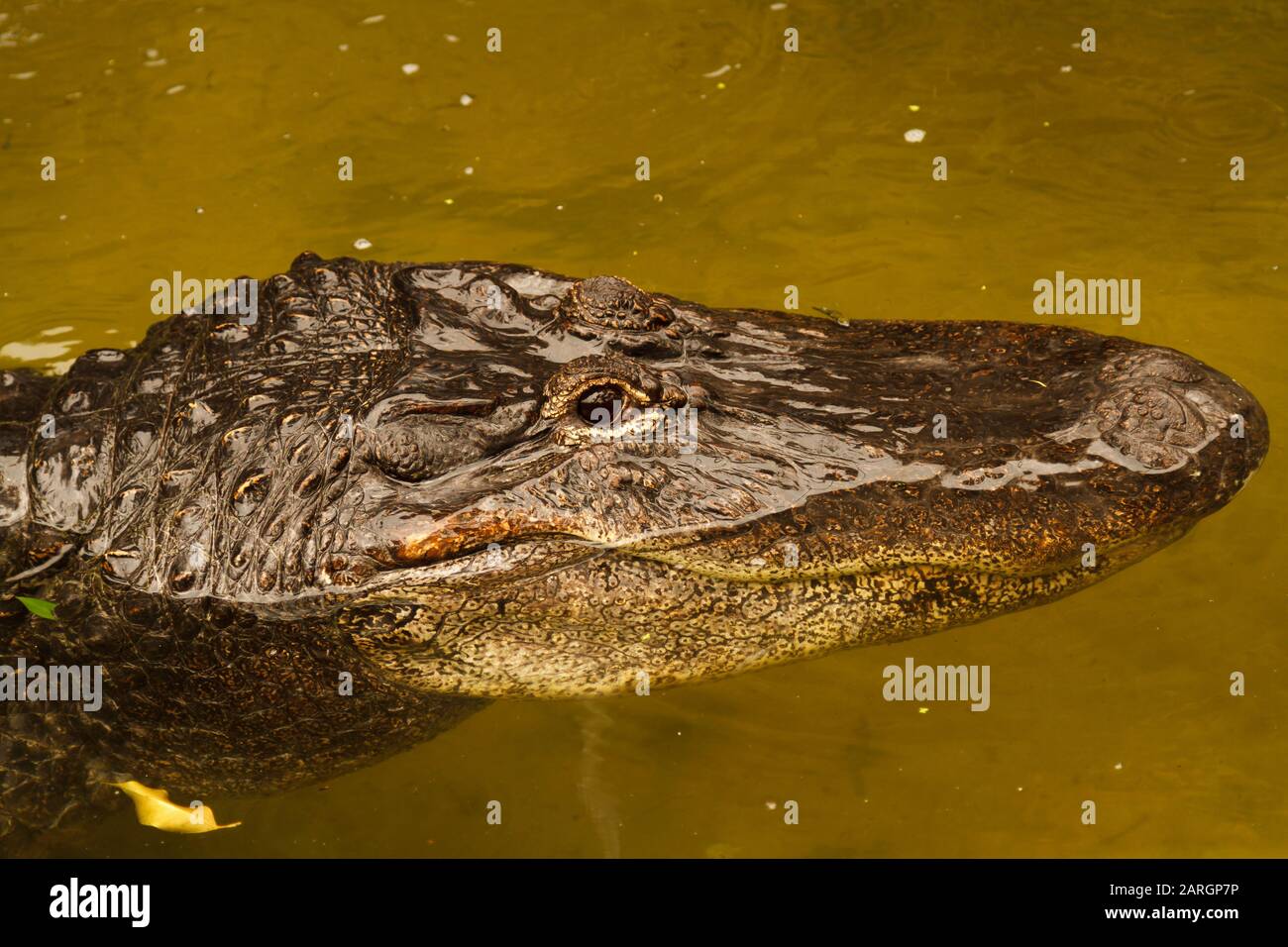 Amerikanischer Ausrichter lateinischer Name Alligator mississippiensis Stockfoto