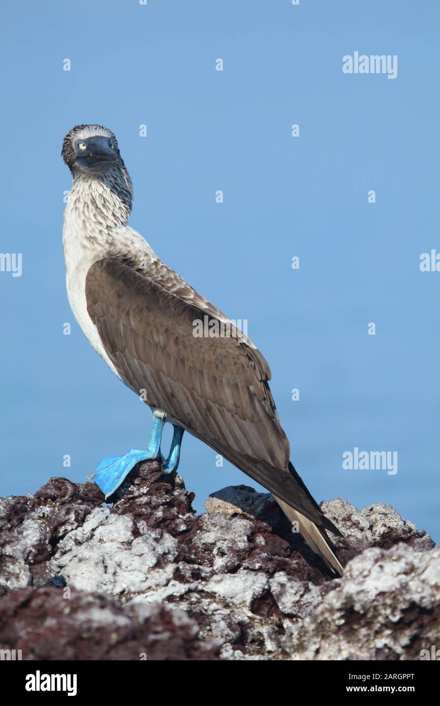 Blue-footed Booby für Erwachsene, Galapagos Stockfoto