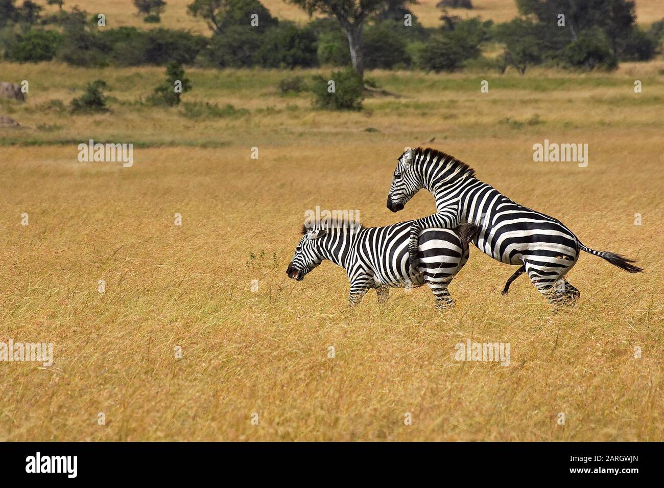 Burchell Zebra, Equus Burchelli paar Paarung, Masai Mara Park in Kenia Stockfoto