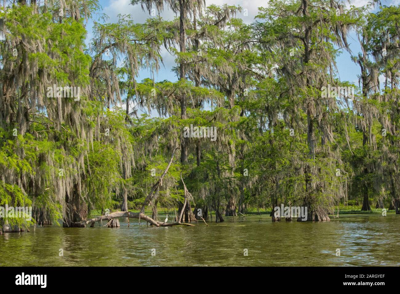 Verschneiten Egret im Atchafalaya-Becken, Breaux Bridge, Louisiana Stockfoto