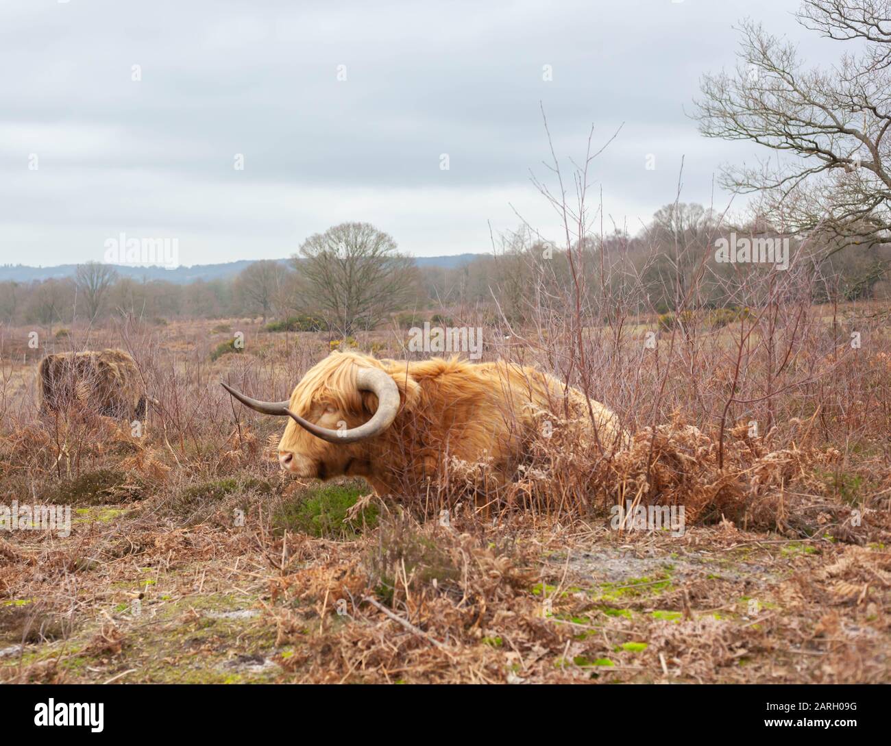 Wilde Landschaften - EINE Herde Von Highland Cattle grasen in Hothfield Heathlands, Kent, Großbritannien. Januar 2020. Stockfoto