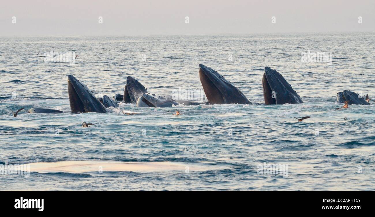 Eine Gruppe von sieben Buckelwalen Oberfläche nach kooperativer Blasenfütterung. (Megaptera novaeangliae) Stockfoto