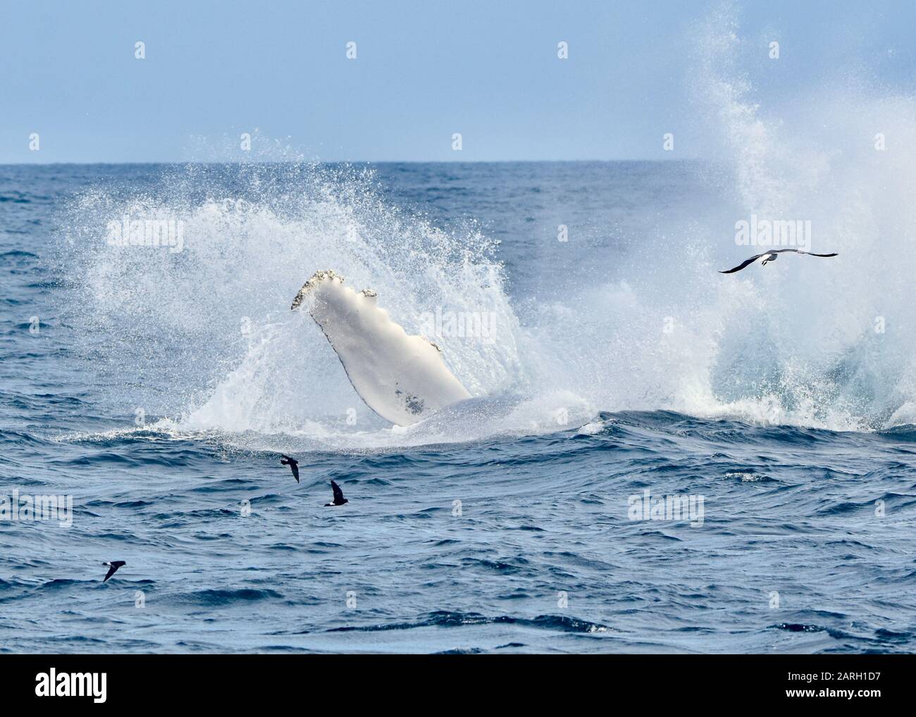 Dramatische Aufnahme einer langen weißen Brustflossen, die aus dem großen Spritzer eines ausbrechenden Wals herausragt, der ins Wasser zurückfällt. (Megaptera novaeanglae) Stockfoto