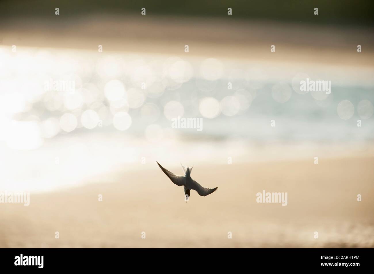 Am wenigsten tern tauchen Stockfoto