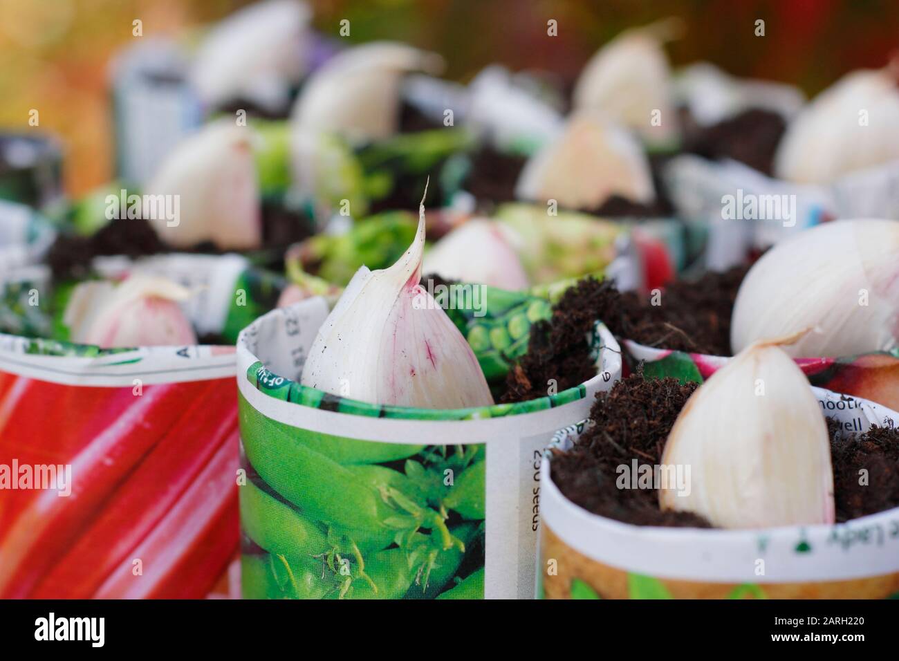 Säen von Allium sativum "Lautrec Wight" Knoblauch. Knoblauchzehen, die im Herbst mit einem Dibber in Papiertöpfe gepflanzt werden können. GROSSBRITANNIEN Stockfoto