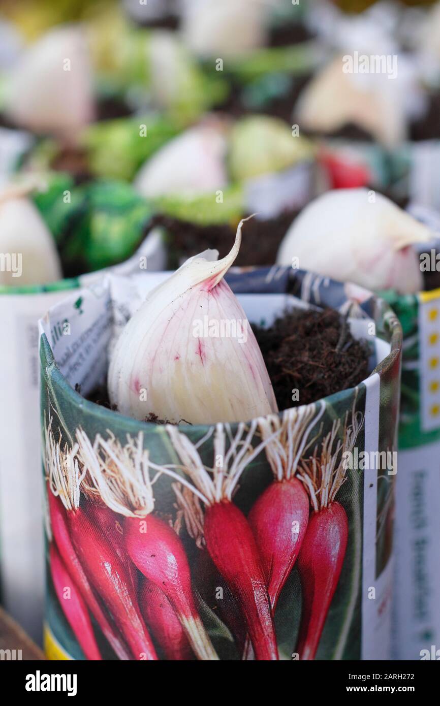 Säen von Allium sativum "Lautrec Wight" Knoblauch. Knoblauchzehen, die im Herbst mit einem Dibber in Papiertöpfe gepflanzt werden können. GROSSBRITANNIEN Stockfoto