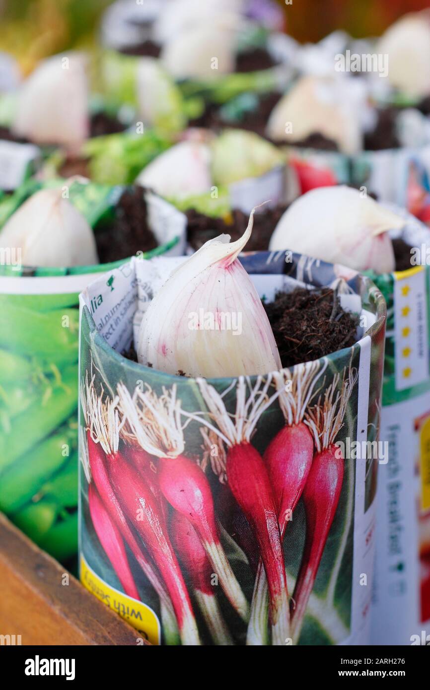 Säen von Allium sativum "Lautrec Wight" Knoblauch. Knoblauchzehen, die im Herbst mit einem Dibber in Papiertöpfe gepflanzt werden können. GROSSBRITANNIEN Stockfoto