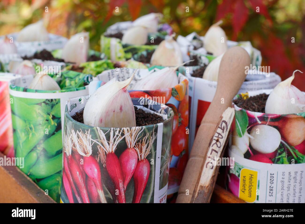 Säen von Allium sativum "Lautrec Wight" Knoblauch. Knoblauchzehen, die im Herbst mit einem Dibber in Papiertöpfe gepflanzt werden können. GROSSBRITANNIEN Stockfoto