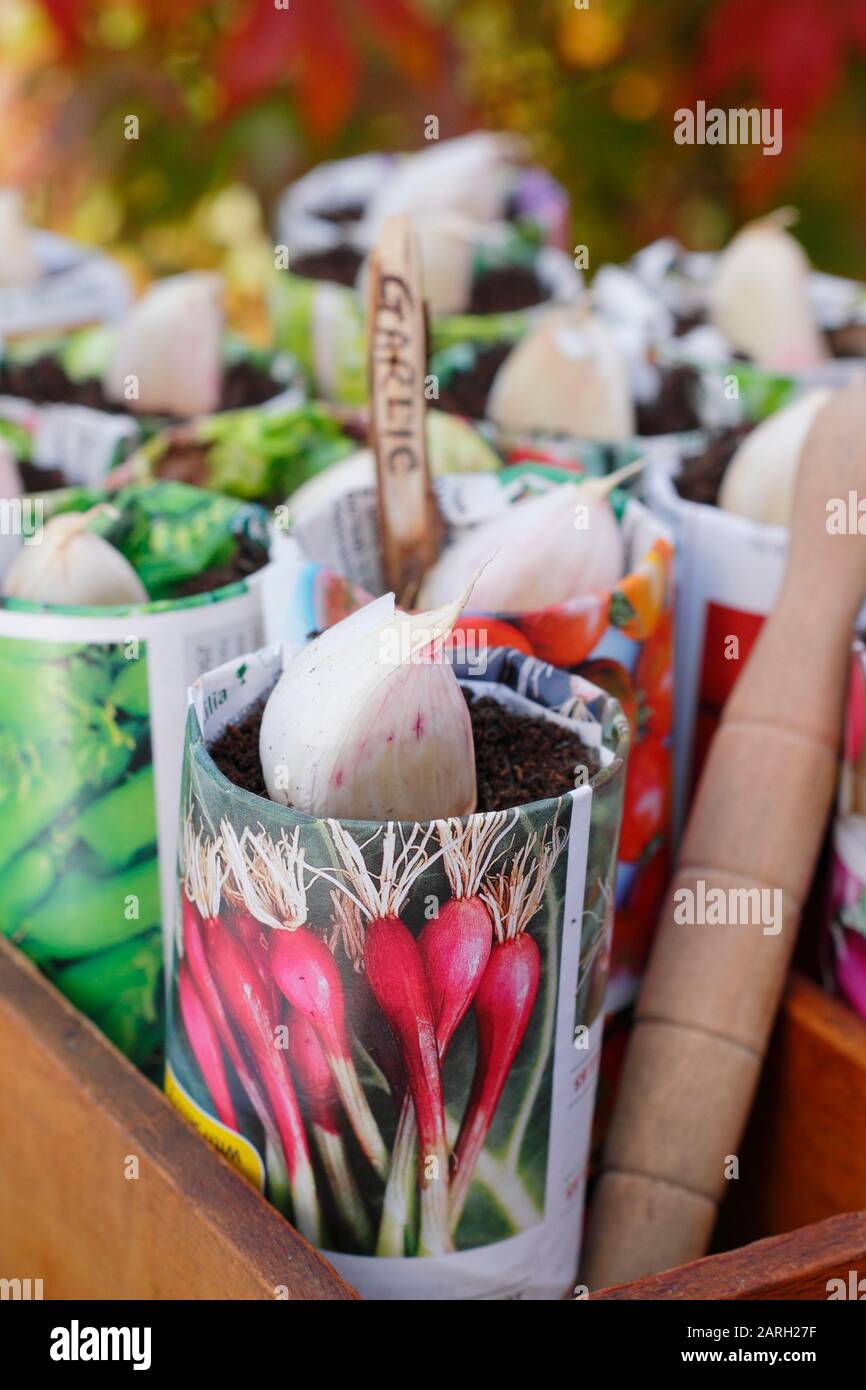 Säen von Allium sativum "Lautrec Wight" Knoblauch. Knoblauchzehen, die im Herbst mit einem Dibber in Papiertöpfe gepflanzt werden können. GROSSBRITANNIEN Stockfoto