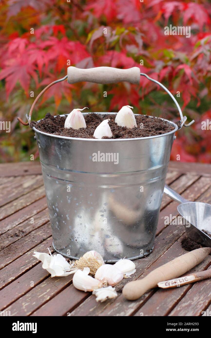 Säen von Allium sativum 'Lautrec Wight'. Knoblauchzehen, die bereit zum Einpflanzen sind, mit einem Behälter mit Dibber im Herbst. GROSSBRITANNIEN Stockfoto