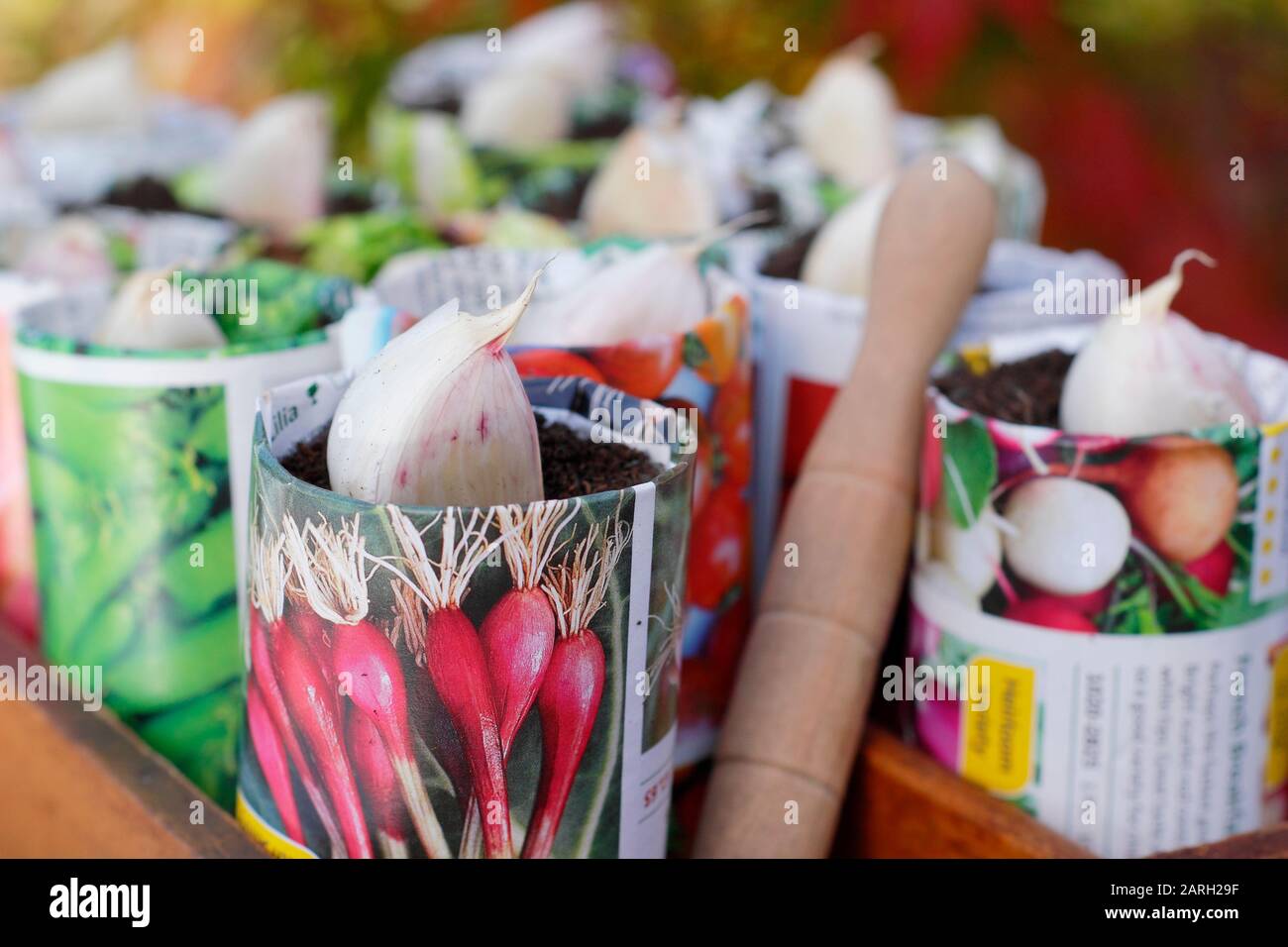 Säen von Allium sativum "Lautrec Wight" Knoblauch. Knoblauchzehen, die im Herbst mit einem Dibber in Papiertöpfe gepflanzt werden können. GROSSBRITANNIEN Stockfoto