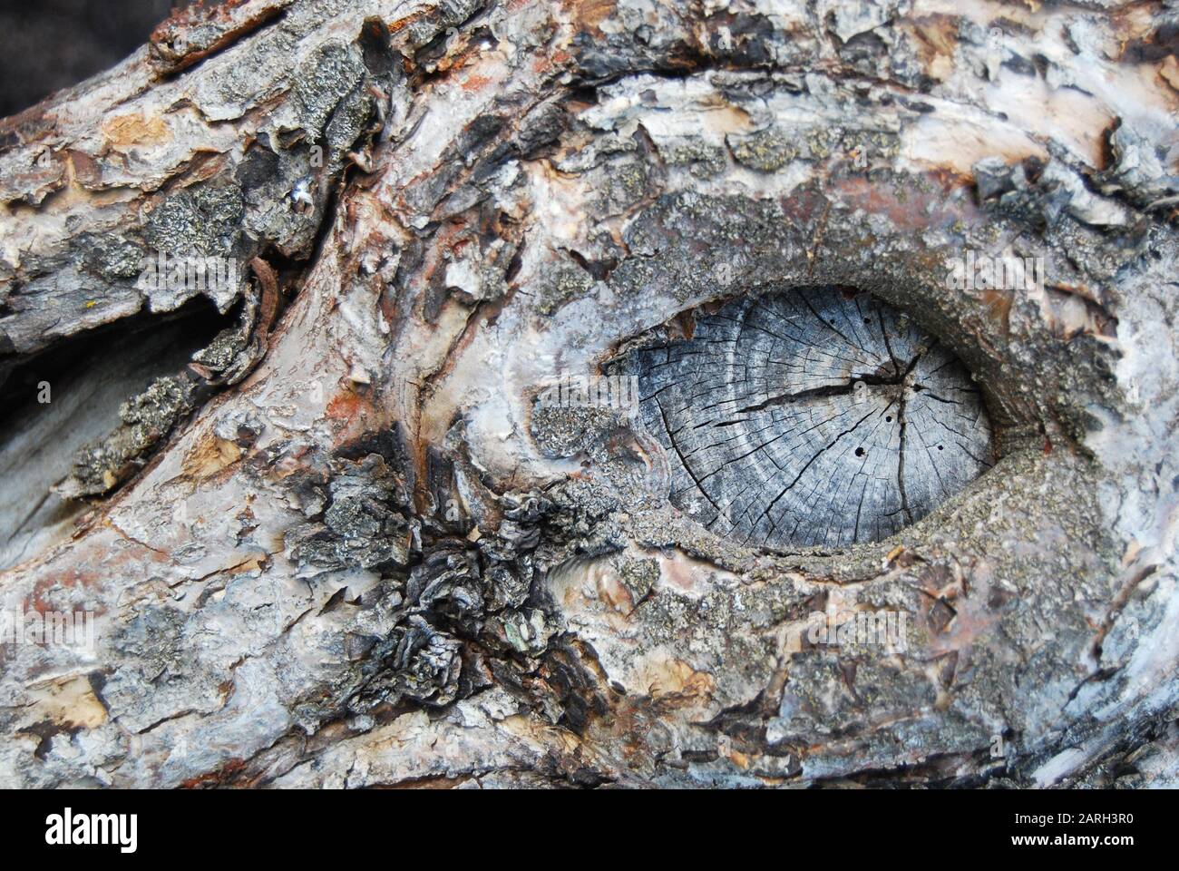 Alter Baumstamm mit einer Mulde, die dem Auge der lebenden Kreatur ähnelt Stockfoto