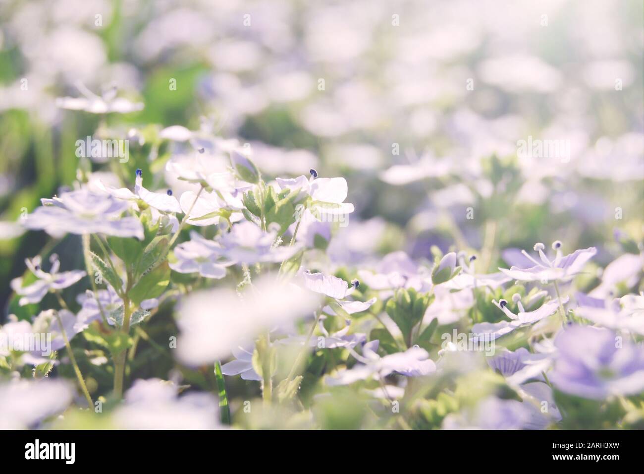 Sonnige Wiese von Veronica hederaefolia kleine hellblaue Blumen, selektiver Fokus, verschwommen Stockfoto