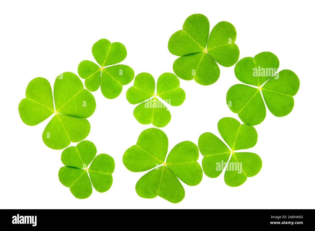 Holzsorrel (Oxalis acetosella) verlässt isoliert auf weißem Grund. Stockfoto