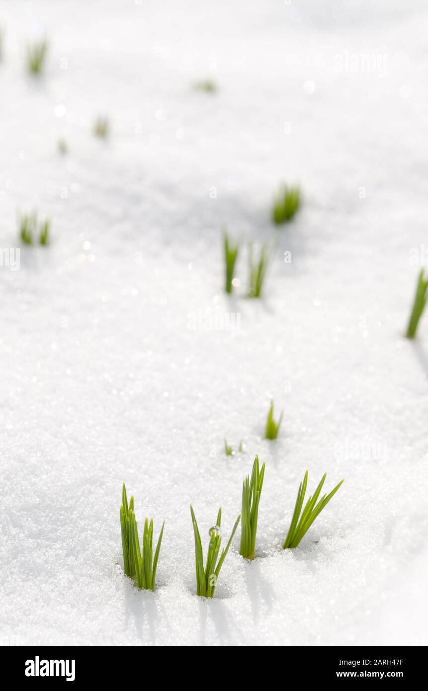 Crocus Blumen entstehen durch Schnee im Frühjahr Stockfoto