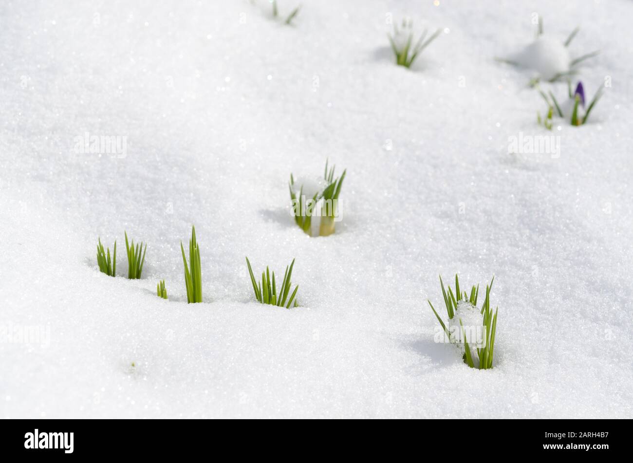 Crocus Blumen entstehen durch Schnee im Frühjahr Stockfoto