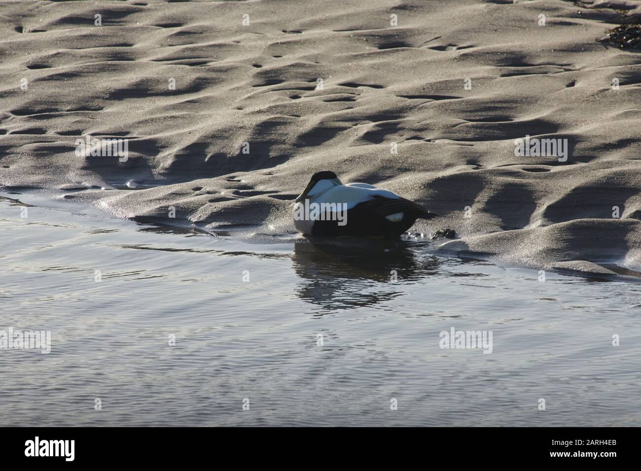 Männliche Eider Duck (Somateria mollissima), die an der Küste von Lindisfarne, der Küste Northumbriens, England, Großbritannien und GB ruht. Stockfoto