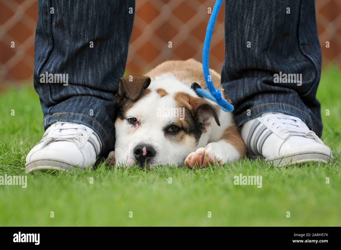 Gelangweilter Hund, der sich mit dem Besitzer im Park ausruht Stockfoto