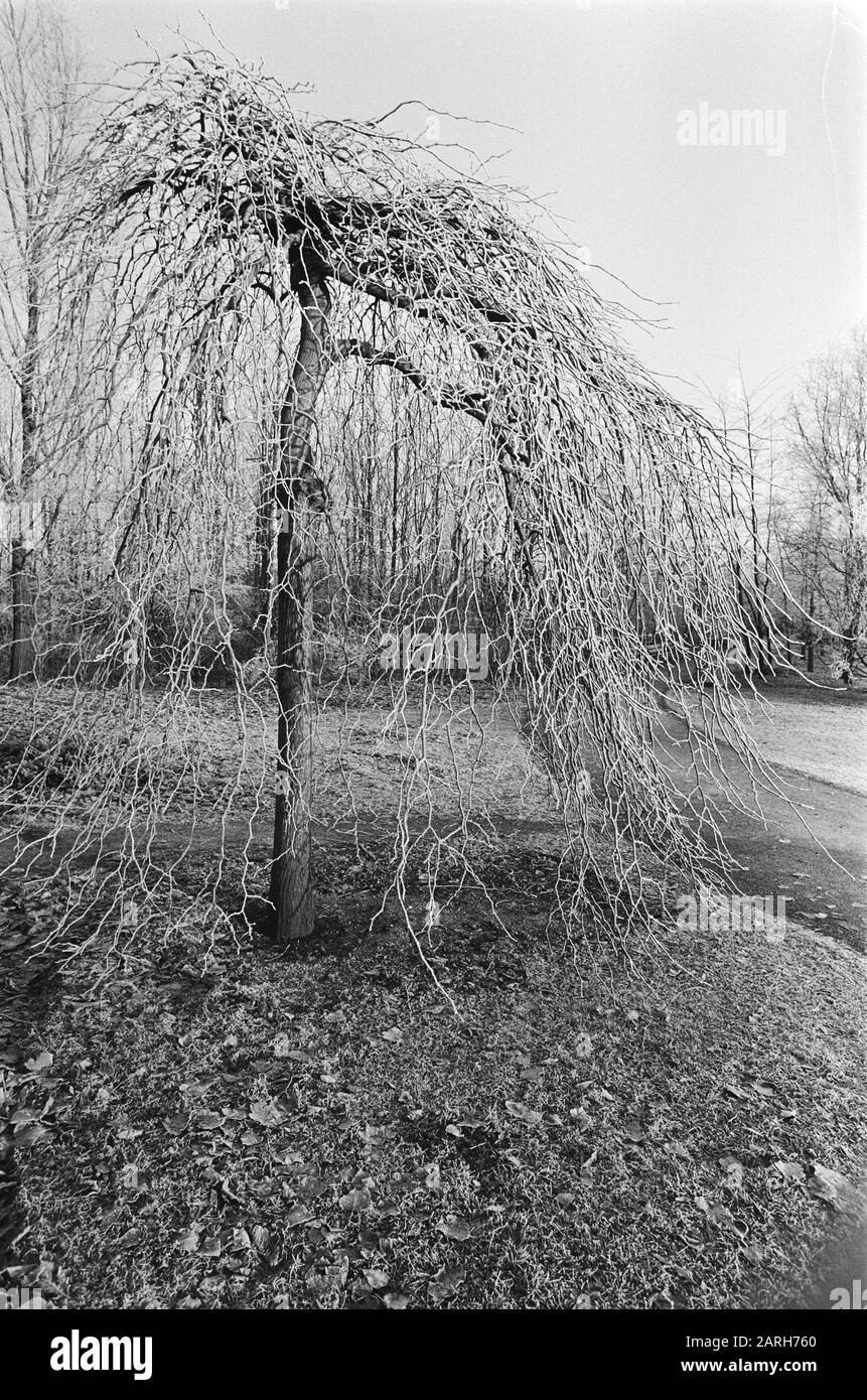 Winter Landscape Datum: 19. Dezember 1978 Schlüsselwörter: Landschaften Stockfoto