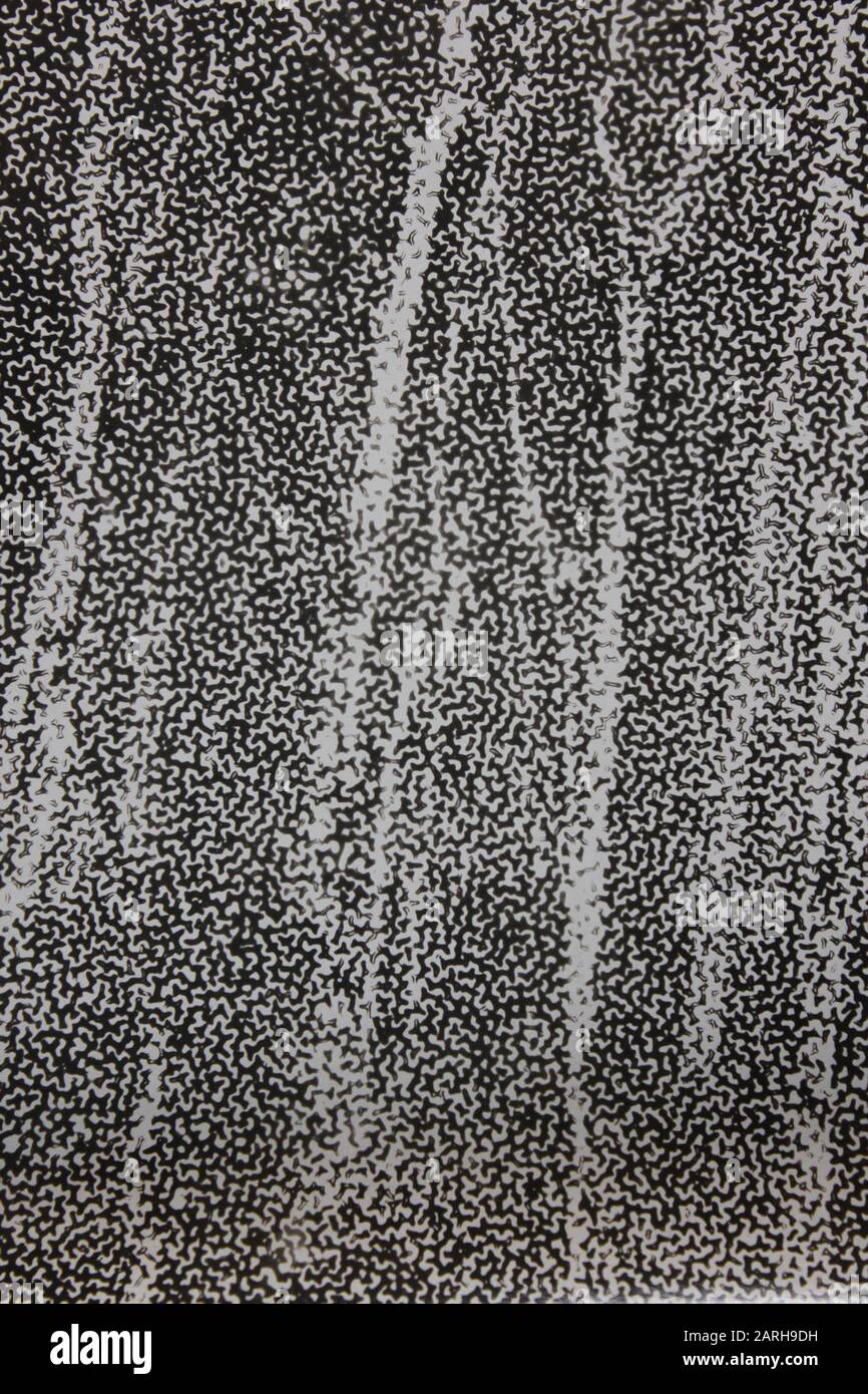 Feine Siebziger Schwarz-Weiß-Extremfotografie eines Waldes voller Aspenbäume Stockfoto