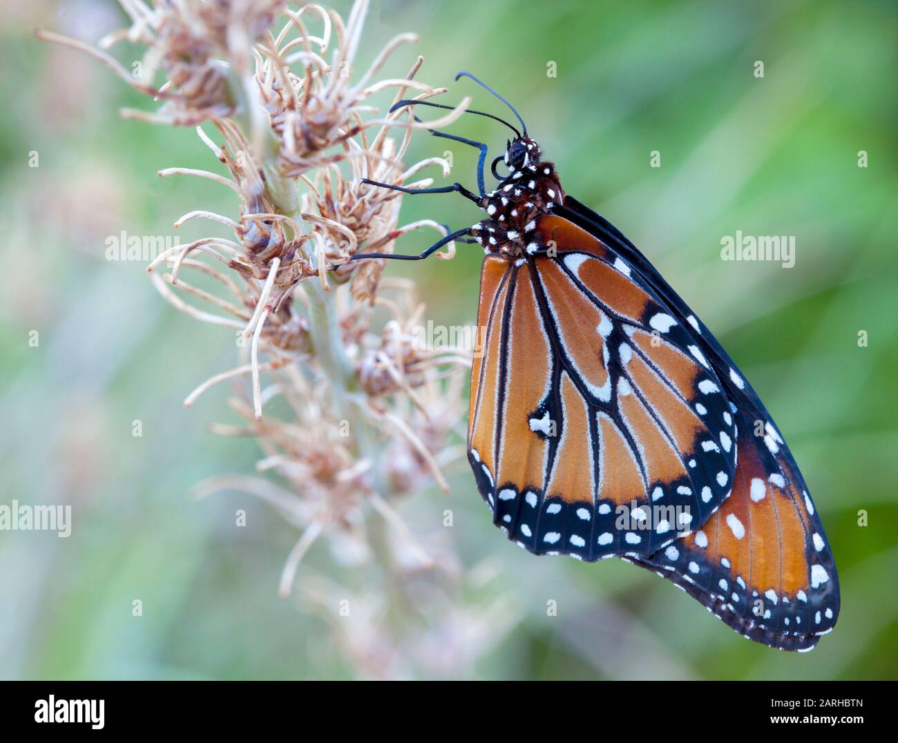 Ein Schmetterling des Monarchen, der im Morgengrauen auf einem getrockneten Yucca-Stiel ruht und sich von den Taupucken ernährt. Stockfoto