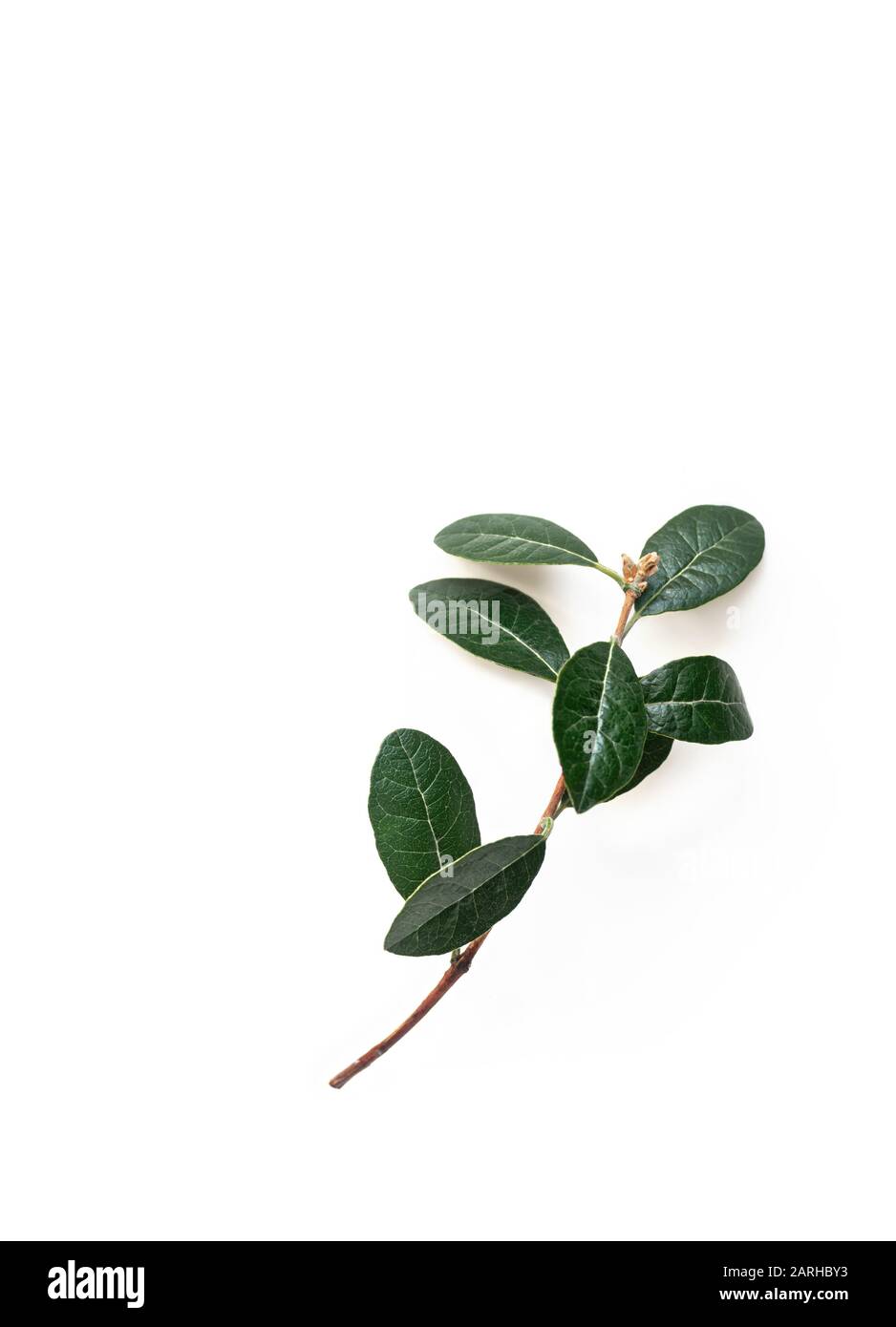 Feijoa-Ast mit grünen Blättern auf weiß isoliertem Hintergrund. Minimales Konzept. Vertikaler Rahmen. Nahaufnahme. Stockfoto